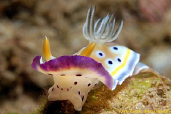 Nudibranch, Chromodoris geminus. Picture taken off Negomb... by Anouk Houben 